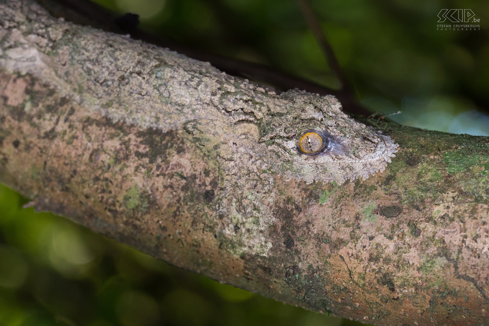 Ranomafana - Bladstaartgekko  Uroplatus sikorae (Mossy leaf-tailed gecko) is een hagedis van de bladstaartgekko familie. Deze fascinerende nachtelijke gekko is endemisch in Madagaskar. Hij is 15 tot 20 centimeter lang. Deze gekko kan zijn huidskleur veranderen om zich aan zijn omgeving aan te passen en hij bezit huidflappen die uitgeklapt worden om z’n lichaamsvorm te maskeren. Overdag is het bijna onmogelijk om deze super gecamoufleerde gekko te vinden maar wij hadden geluk want onze gids vond er toch eentje. Stefan Cruysberghs